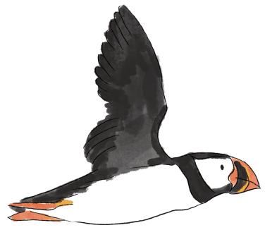 Puffin in flight illustration